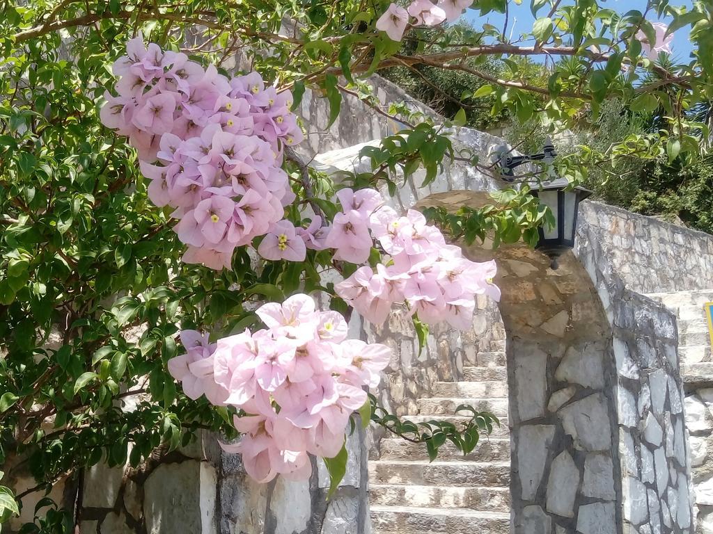 Appart hôtel Rania - Rania & Lassi (Kefalonia)